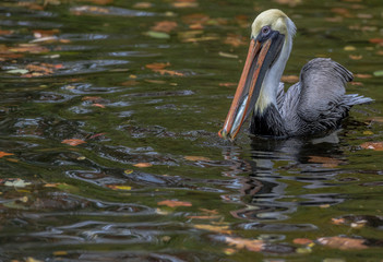 Grey and White Plumage on a Brown Pelican Eating a Fish