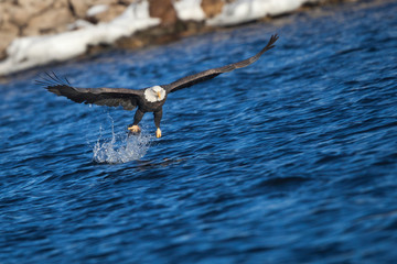 Bald eagle snatching a fish from water. Mississippi River, Iowa, USA. - 234593484
