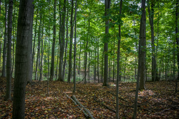 Deciduous Forest at Summer Time