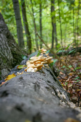 Shallow depth of field of mushrooms growing on a tree trunk