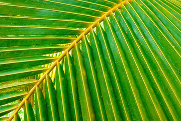 coconut palm leaves background