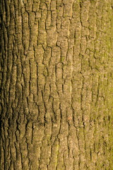Detail of bark of ash tree, texture, close up image of green brown tree trunk, detail of bark, sunny day, vertical image 