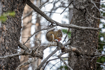 Chipmunk in Tree Eating Pinecone