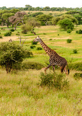 Giraffes in the prairies with acacias from Kenya on a cloudy day