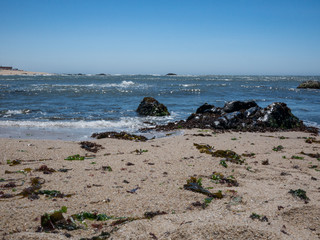 Low angle shot on beach in Portugal during summer with golden sand and blue sea , seaweed scattered on the sandy shore
