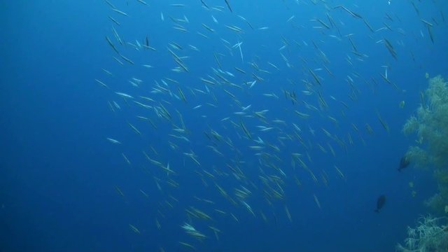  Shrimpfish / Razorfish school (Aeoliscus strigatus) - Philippines