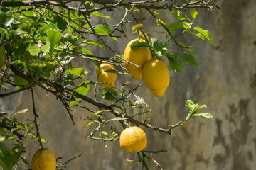 Several yellow lemons hanging from a tree branch in Portugal with wall in background