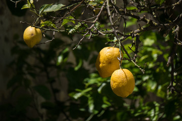 Ripe lemons hanging from a tree branch in Portugal with bokeh foliage in background