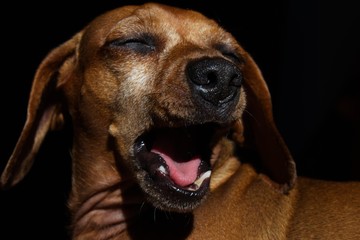 portrait of sleepy dog