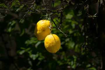 Pair of yellow lemons hanging from a tree branch in Portugal with bokeh foliage in background