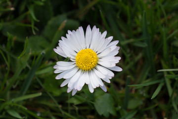 Fototapeta premium Single white Daisy flower with green grass