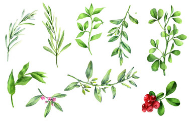 watercolor set of field plants and lingonberry berries on a white background