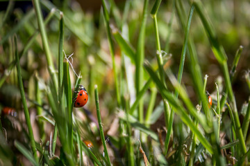 Ladybug
