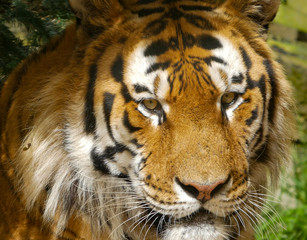 Amur Tiger / Siberian Tiger portrait. Close up of face and bright yellow eyes 
