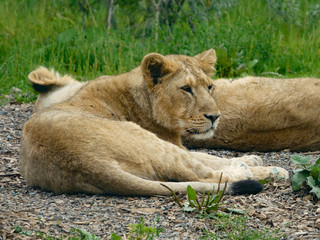 Young Asian Lion / Asiatic Lion Cub. Lying on the ground with his brother sleeping behind him and long grass in the background