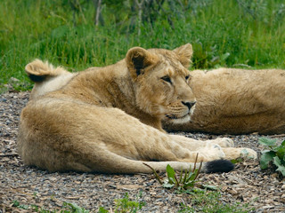 Fototapeta na wymiar Young Asian Lion / Asiatic Lion Cub. Lying on the ground with his brother sleeping behind him and long grass in the background