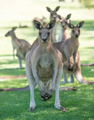 Naklejka na ściany i meble Kangaroos on a golf course at South West Rocks, New South Wales.