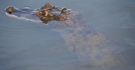 naturaleza cocodrilo alligator 