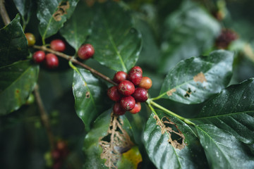 red cherry coffee beans Arabica In nature