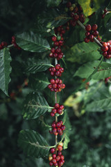 red cherry coffee beans Arabica In nature