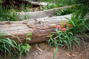 A beautiful nature scene with flowers, grass, and fallen trees