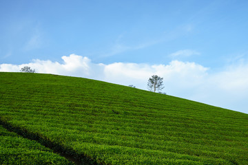 Fototapeta premium Green tea plantation hills with blue sky on background