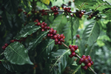 red cherry coffee beans Arabica In nature