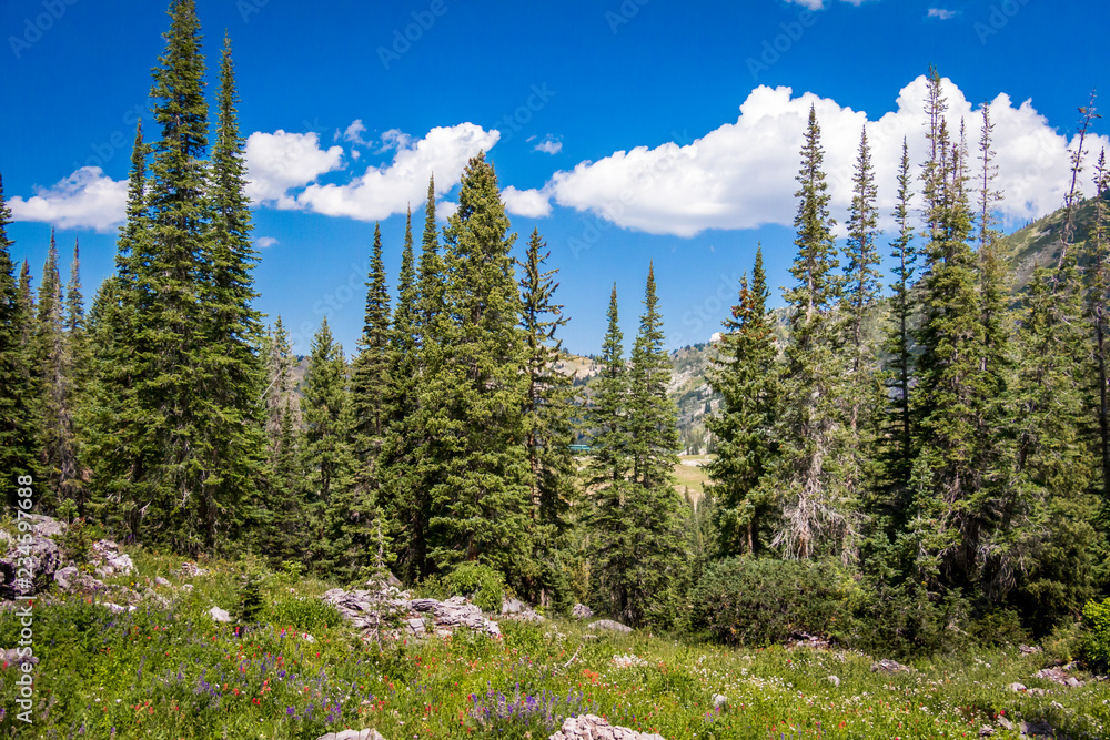 Wall mural Pine Trees in the Mountains