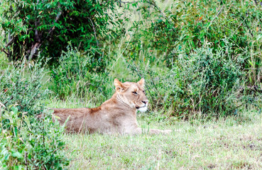 Lioness in the jungle of Kenya on a cloudy day