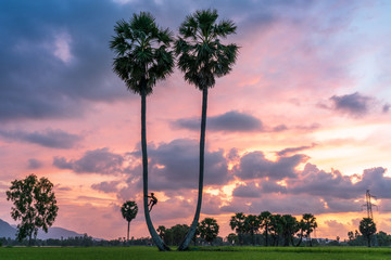 Sunset landscape with sugar palm trees in Chau Doc, An Giang, Mekong delta, Vietnam