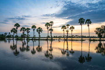 Fototapeta na wymiar Sunrise landscape in sugar palm tree field in Chau Doc, An Giang, Mekong delta, Vietnam