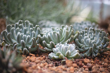 Fototapeta premium Mini cactus in Botanical Garden