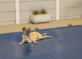 A large dog lies on a blue safety cover for a residential swimming pool image with copy space in landscape format