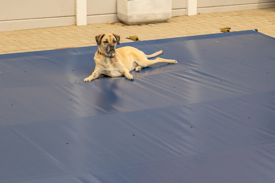 A large dog lies on a blue safety cover for a residential swimming pool image with copy space in landscape format