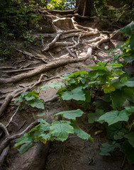 Fototapeta premium Tree Roots