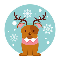 dog merry christmas card