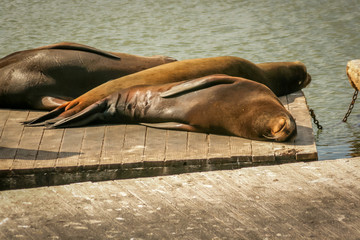Sea Lion Sleeping