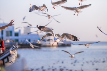 The silhouette of a gull, flying from the hands of a tourist with the sun rising back to the horizon by the sea, some very flying birds, a flying bird wallpaper.