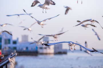 The silhouette of a gull, flying from the hands of a tourist with the sun rising back to the horizon by the sea, some very flying birds, a flying bird wallpaper.