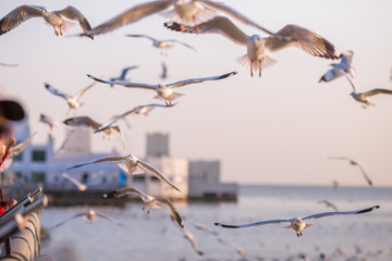 Obraz premium The gulls, flying on the wooden floor, bridges, flying, food from the hands of visitors, wings spread, and flying activities, are the natural beauties of the popular poultry. seasonal