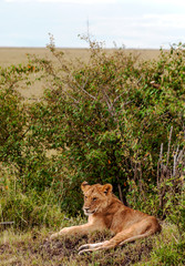 Lioness in the jungle of Kenya on a cloudy day