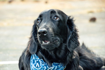 Black Dog Looking Up