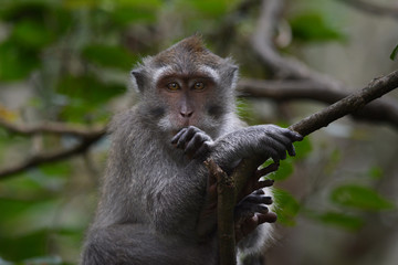 Long-tailed Macaque