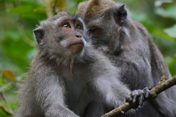 Naklejka na ściany i meble Long-tailed Macaque