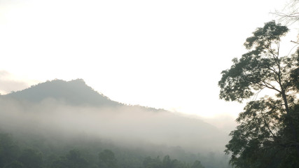 Forests with fog in front of mountain and sun lights