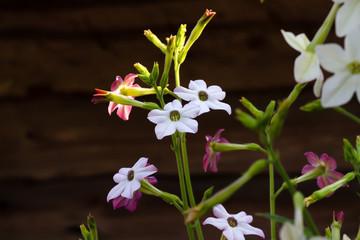 Flowers fragrant tobacco sunny summer in the garden