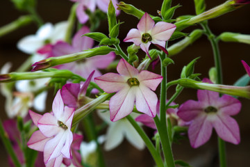 Flowers fragrant tobacco sunny summer in the garden
