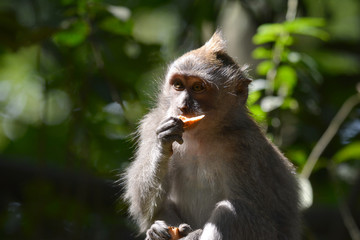 Long-tailed Macaque