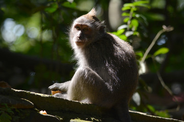 Long-tailed Macaque