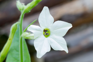 Flowers fragrant tobacco sunny summer in the garden